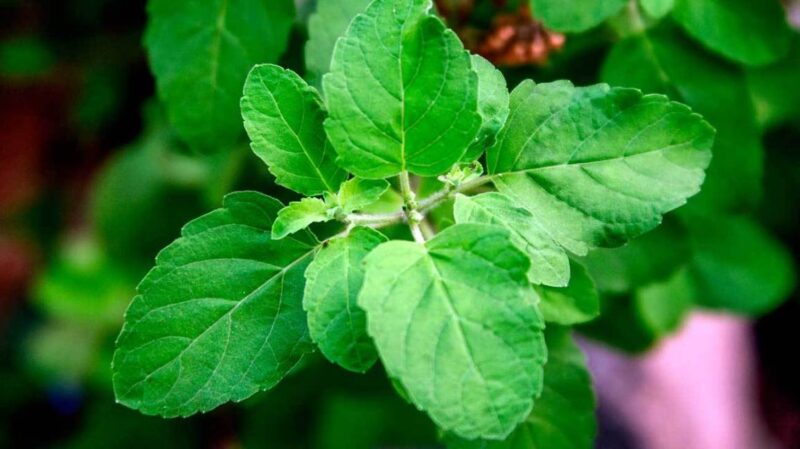 Tulsi Benefits in Hindi